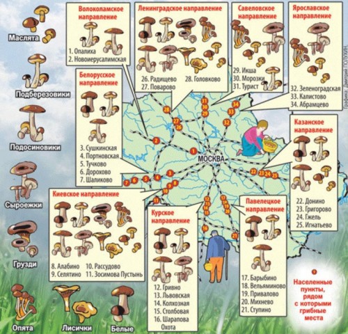 Подмосковные «грибные зоны»